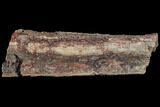 Devonian Petrified Wood (Callixylon) Log - Oldest True Wood #102060-3